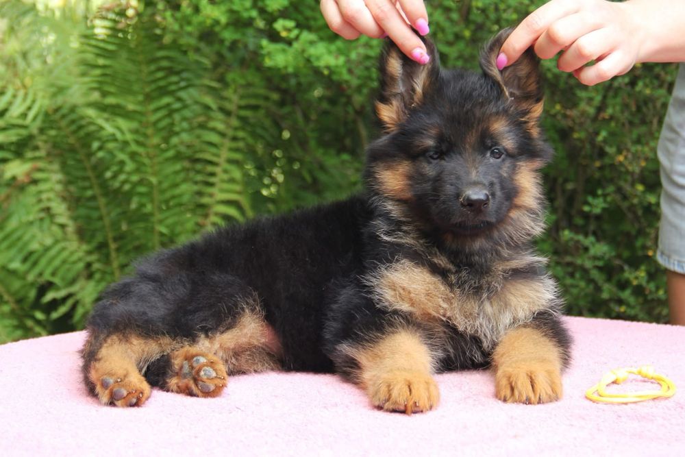 Дівчинка, чистокровні цуценята німецької вівчарки в Києві