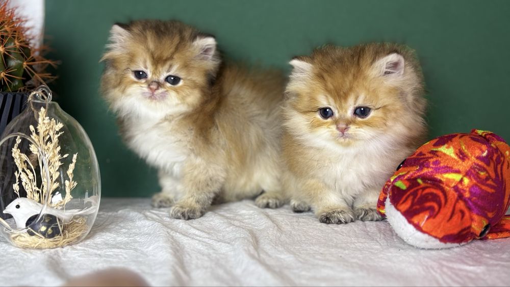 Котики золотої шиншили