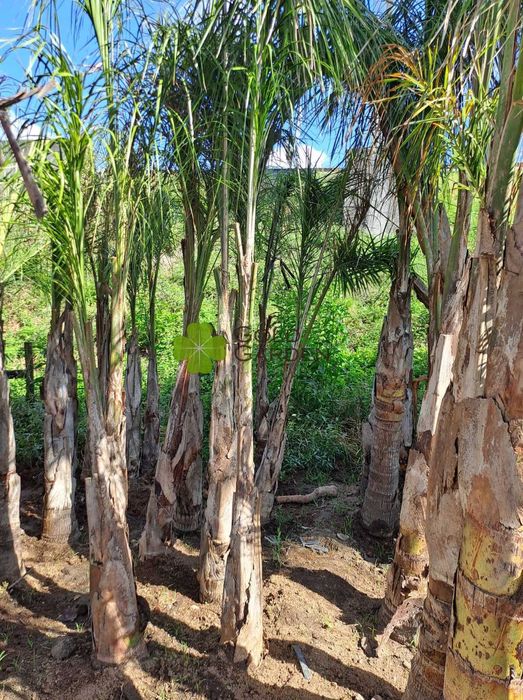 Palmeiras Coqueiros com 100cm! Palmeiras / Coqueiros / Plantas