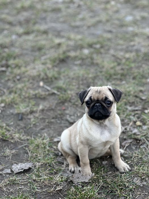 Девочка ( мопса )