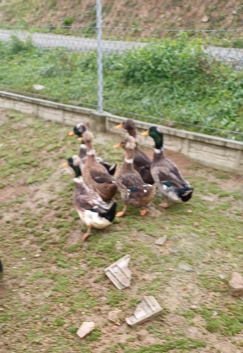 Kaczki i kaczory czubate lub bez