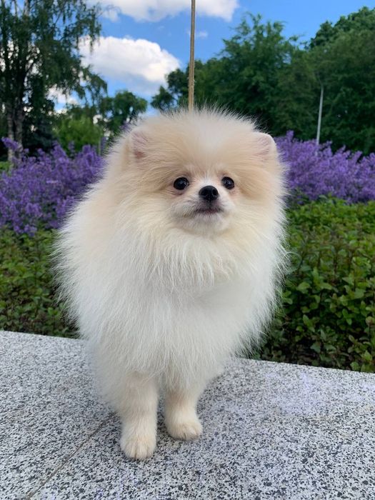 Шпиц, очень красивый щенок КСУ/FCI