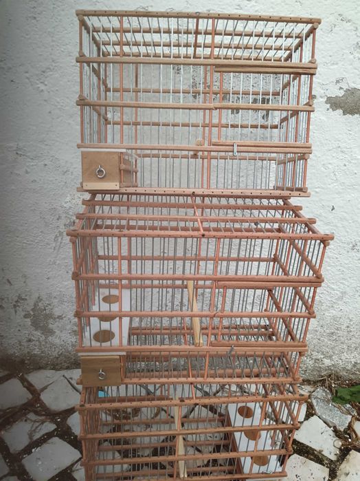 Vendo tentilhões anilhados