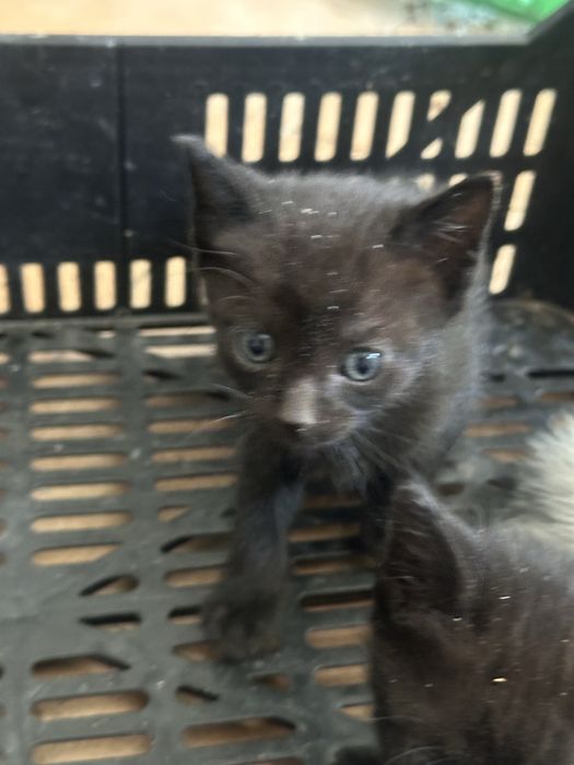 Dou gatinhos bebés
