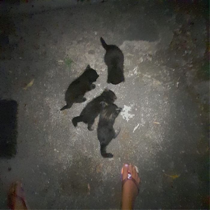 Gatinhos para Adoção