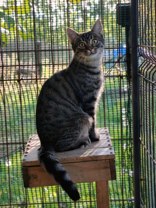 Iskierka czeka na swój dom