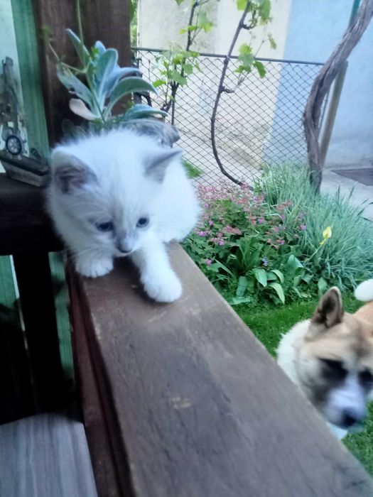 Котик домашній ,,