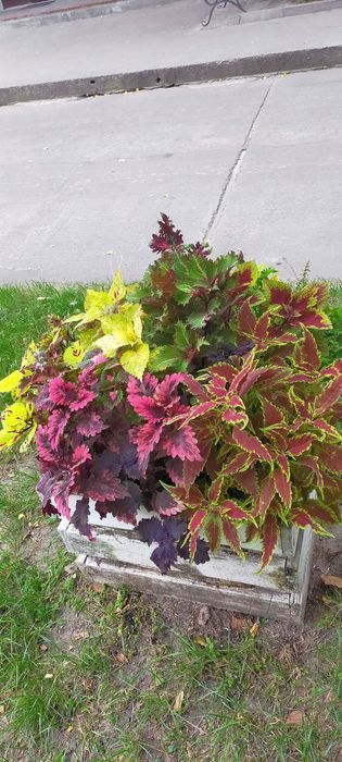 Колеуси ,свіжозріз.Однорічні ,яскраві рослини,зимують в приміщенні.