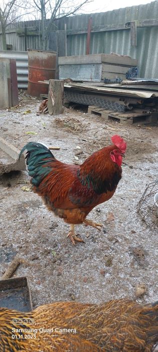 Продам молодого  півня.