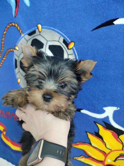 Привитые родословные йорики