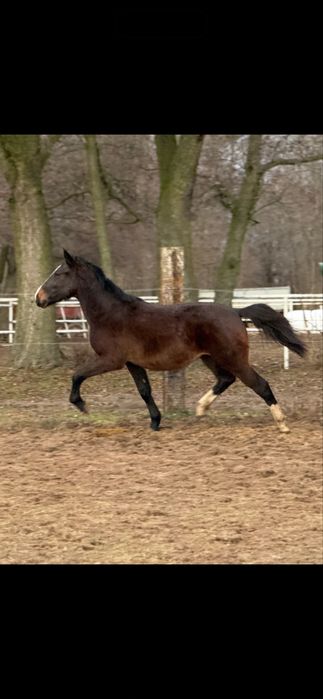 Klacz sląska 2 lata