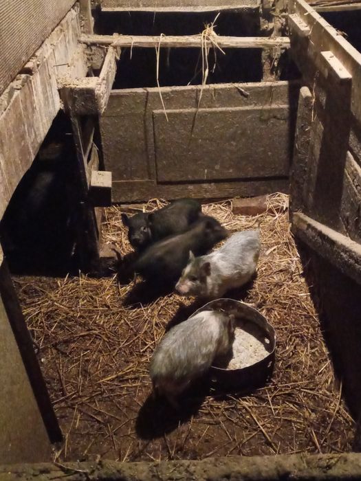 Продам, поросята, вєтнамські, вислобрюхі