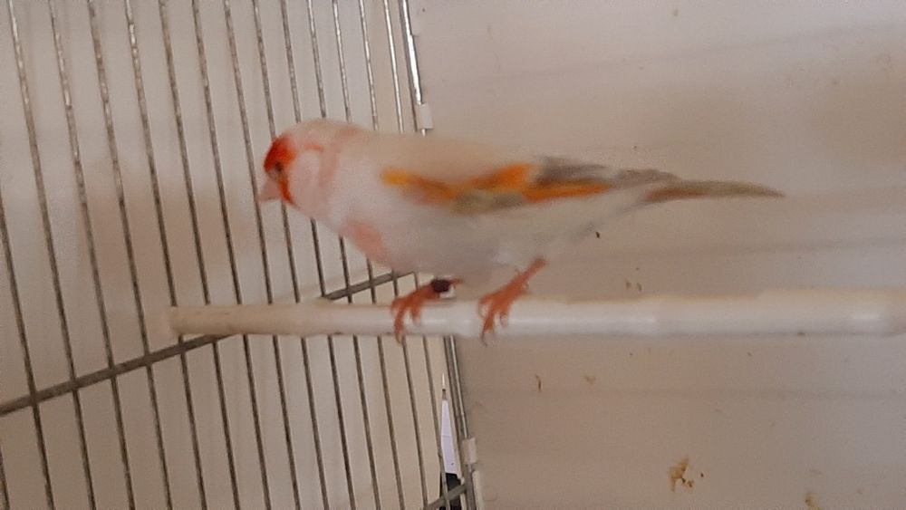 Bastard Bastardy na pełnym spiewie 2025r Wysylam