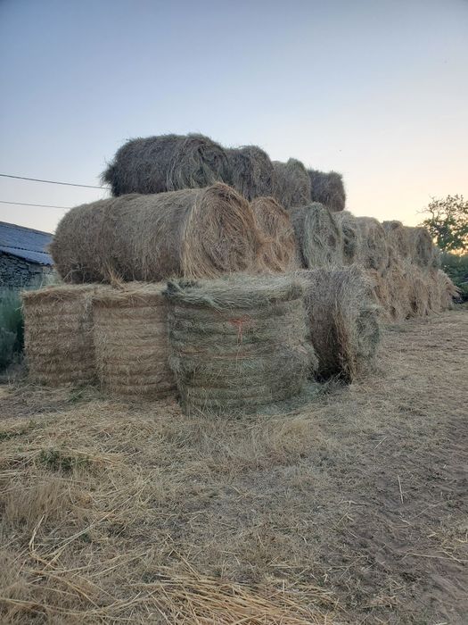 Rolos de Feno 2025 (Montalegre)
