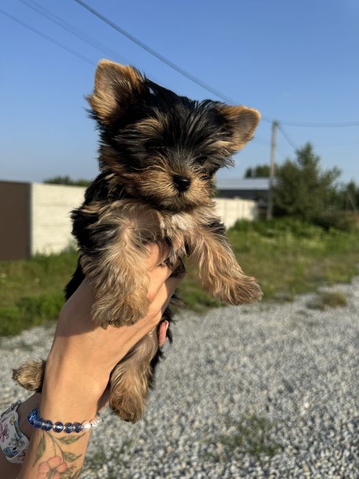 Лагідний хлопчик міні йоркширського тер’єра, 2,5 місяці