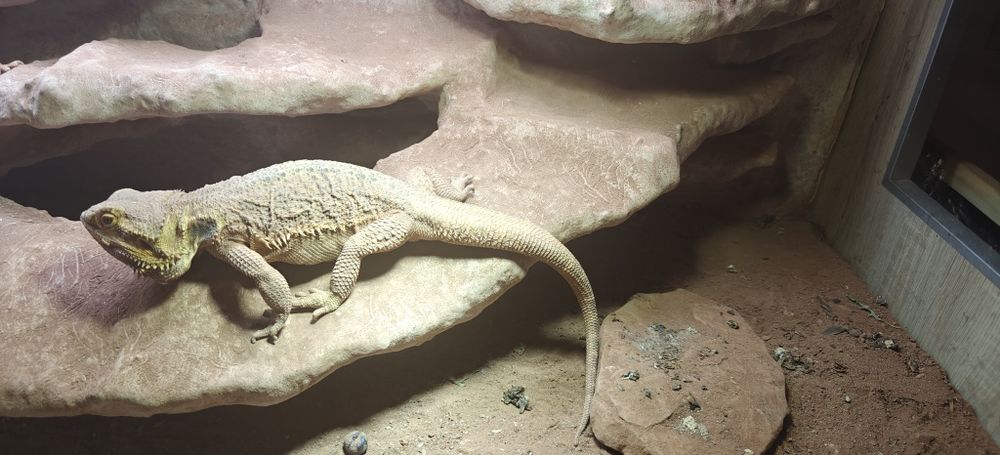 Terrarium z 2 Agamami