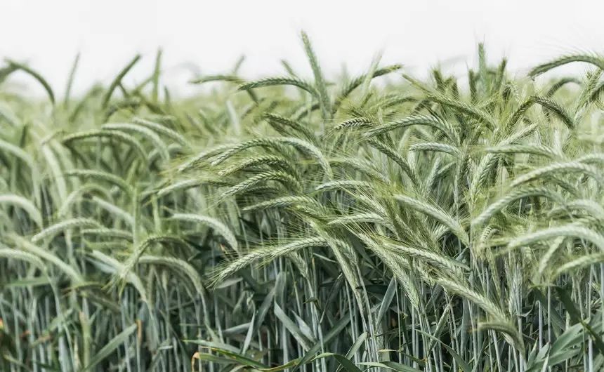 Pszenzyto ozime. Owies jary zbior 2025