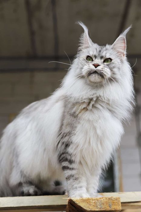 Купити! Ексклюзивні кошенята породи Мейн-кун/Maine coon