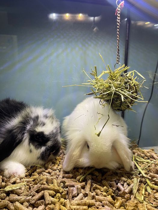 LOJA!! - Coelhos Anões Mini Lop Belier