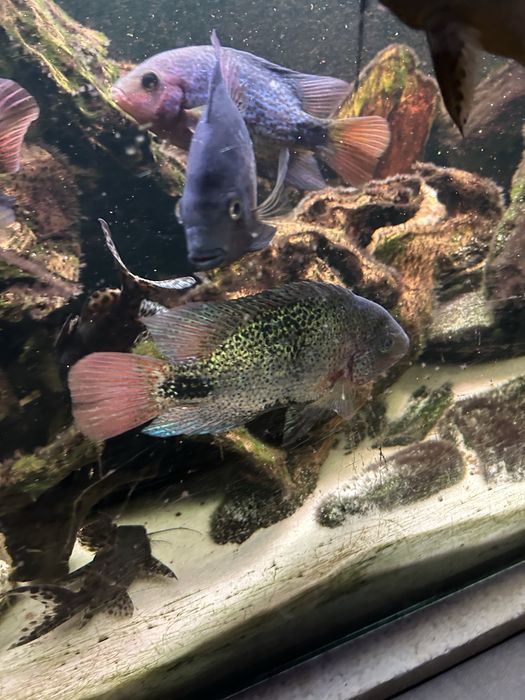 Akwarium 450 l 180x50x50 + pielegnice