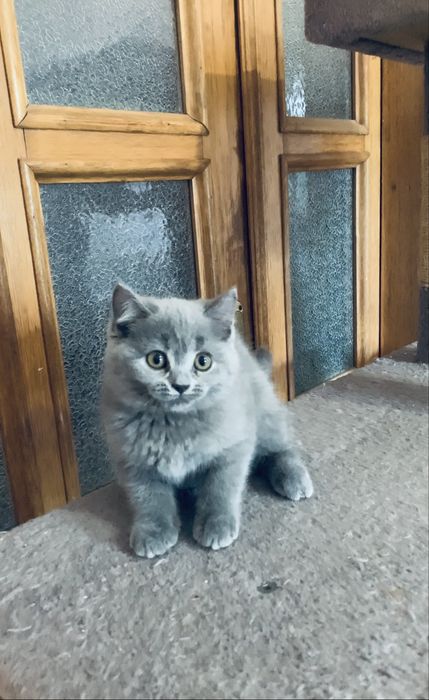 Дівчинка Scottish straight(кошеня)