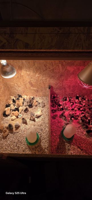 Kurczaki silki i białoczuby