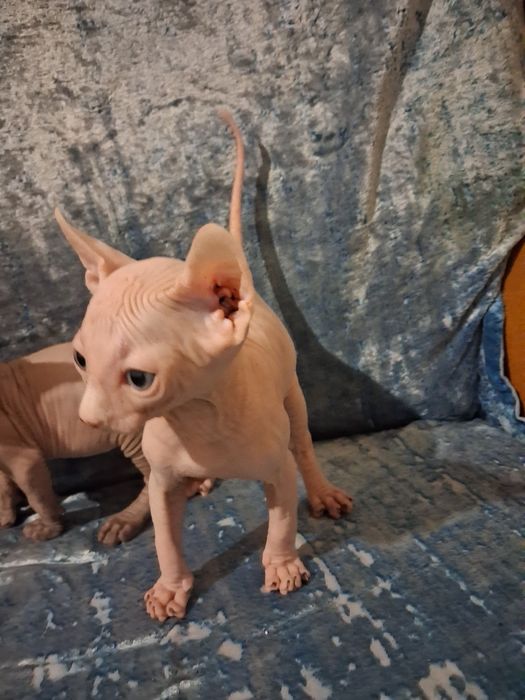 Кошенята сфінкс-ельф