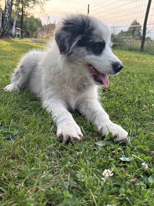 Border Collie Zkwp FCI piekny SHoW piesek. GOTOWY DO ODBIORU