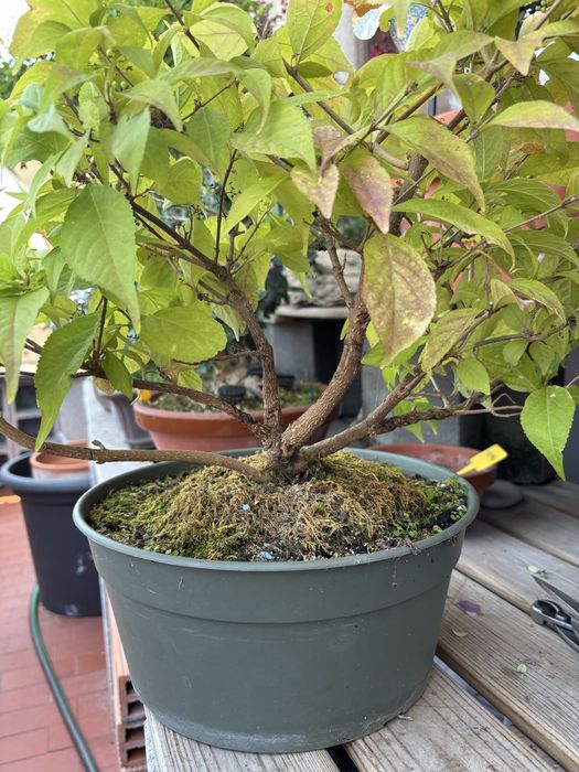 Bonsai Callicarpa