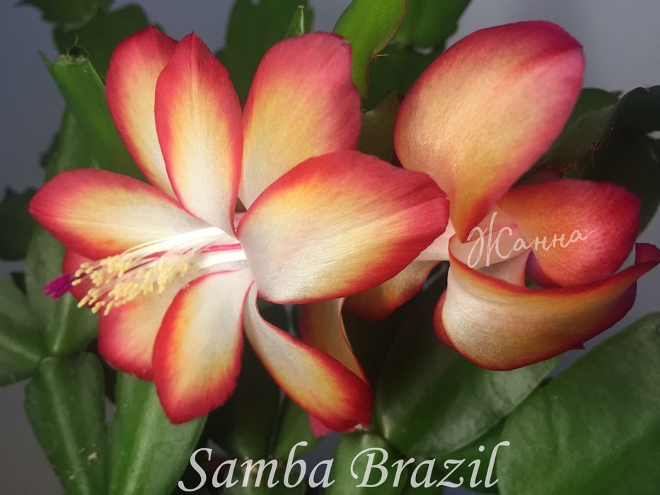 Шлюмбергера Samba Brazil , вкорінені живці.