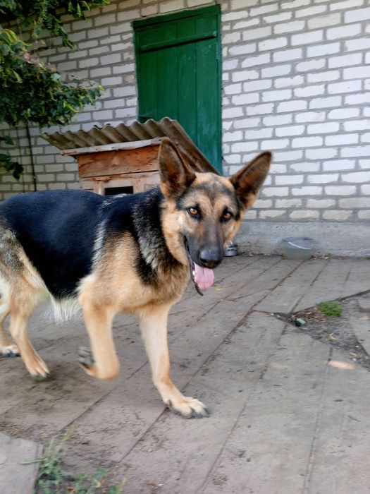 Срочно продаётся чистокровная немецкая овчарка