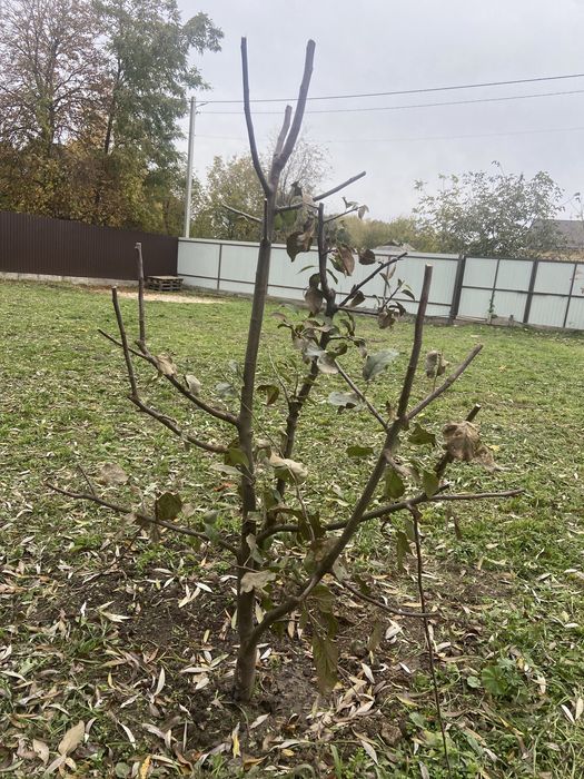 Саджанці яблук