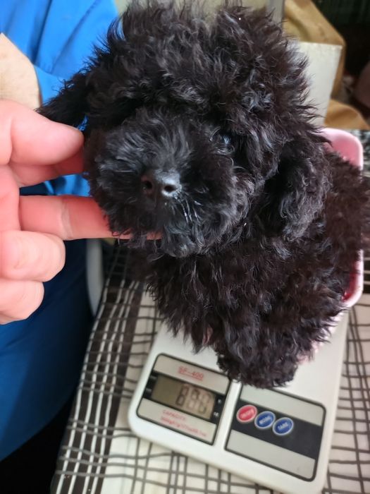 Тойка-Пудель самочка