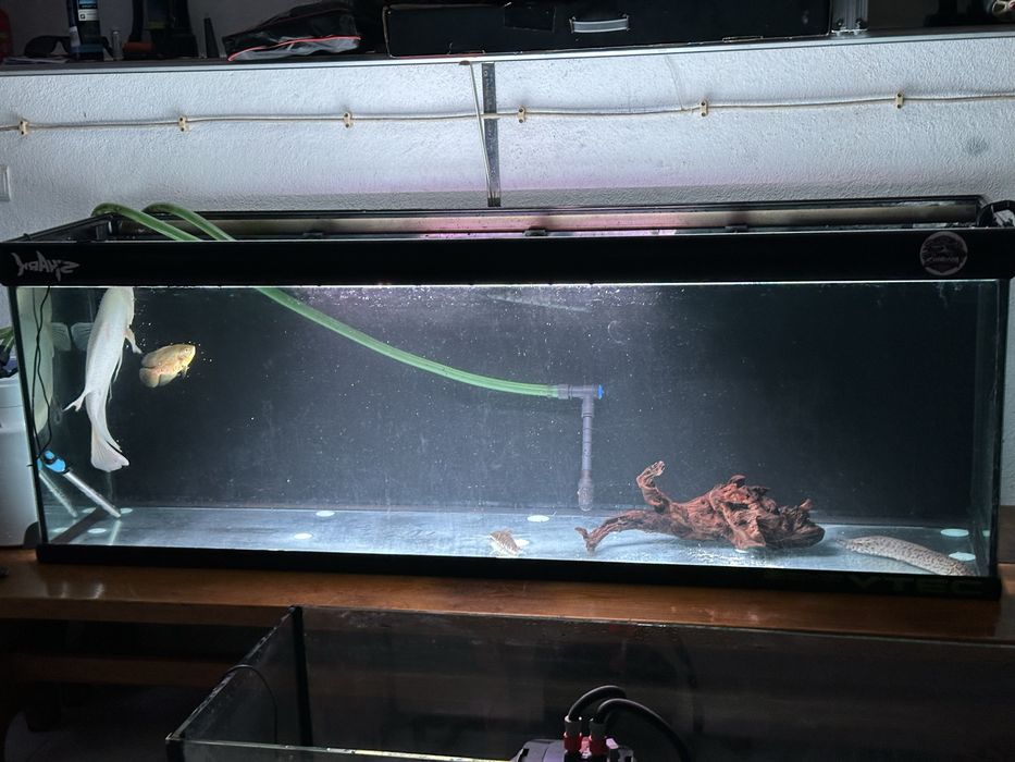 Aquário / Aquarios  grandes / terrario