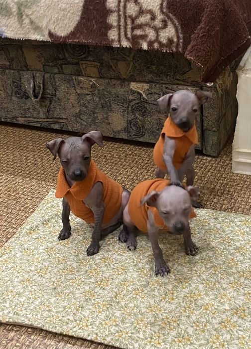 Красивенные мальчики ксоло