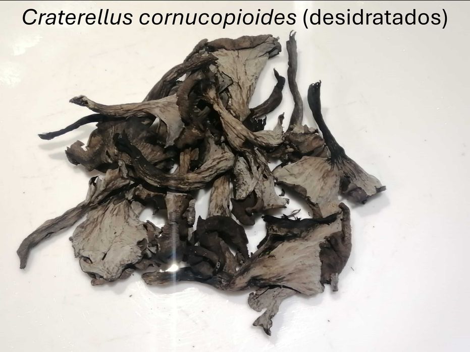 Cogumelos silvestres desidratados
