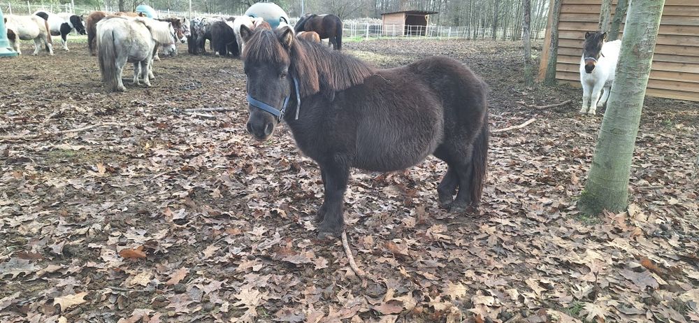 Kucyk,klaczka do adopcji