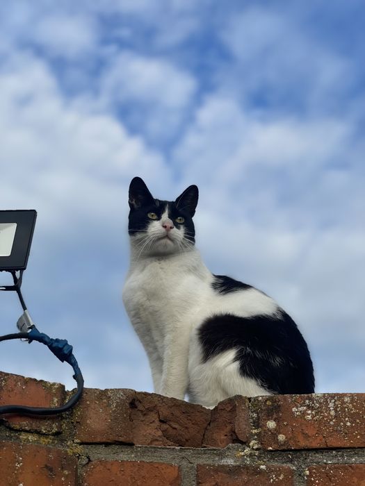 Нашелся кот  " Batman "