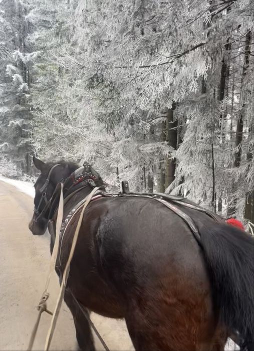 Gniada Klacz Śląska
