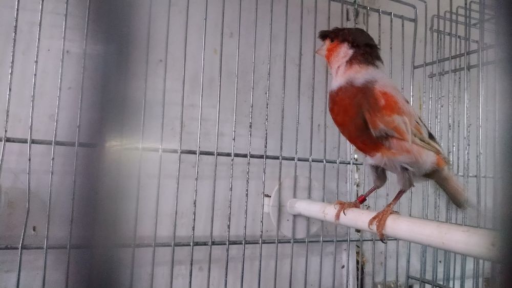 Kanarki ARLEKIN PORTUGALSKI  z roku 2025 i 2024.r