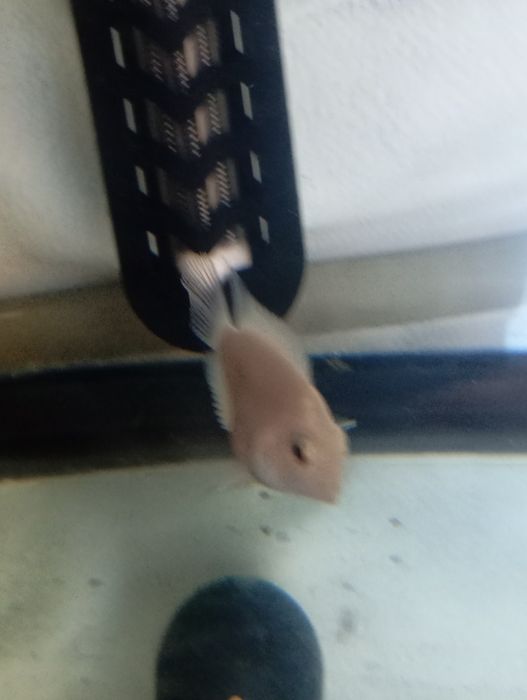 Tenho 3 peixes para troca de outros peixes ou pássaros ou venda urgente