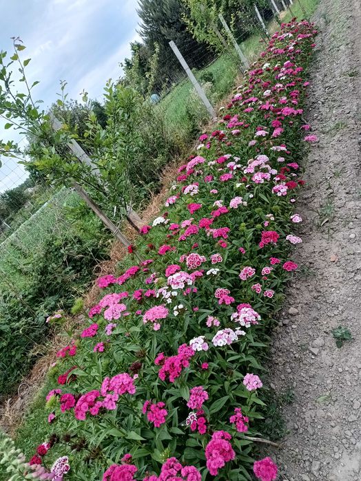 Nasiona goździków żelaznych (tzw. kupczyki) mieszanka pięknych kolorów