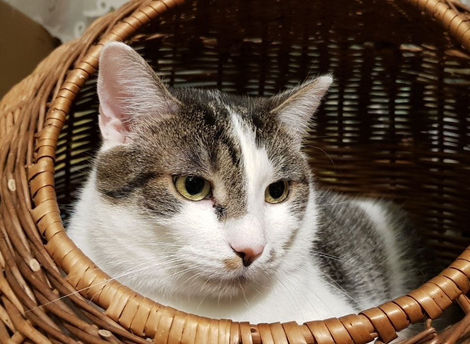 Poznań i okolice - kocurek Bastion (Stefanek) szuka domu