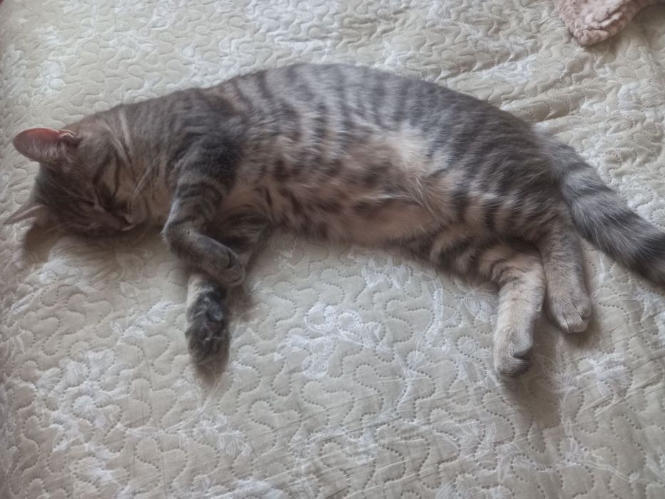 Віддам кошеня в добрі руки!