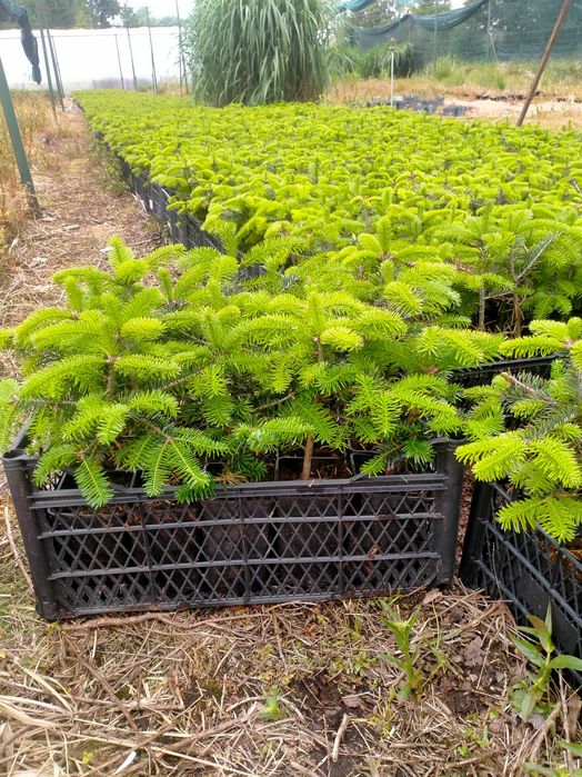 Jodła kaukaska WYSYŁKA 4-letnia Ambrolauri doniczka P9