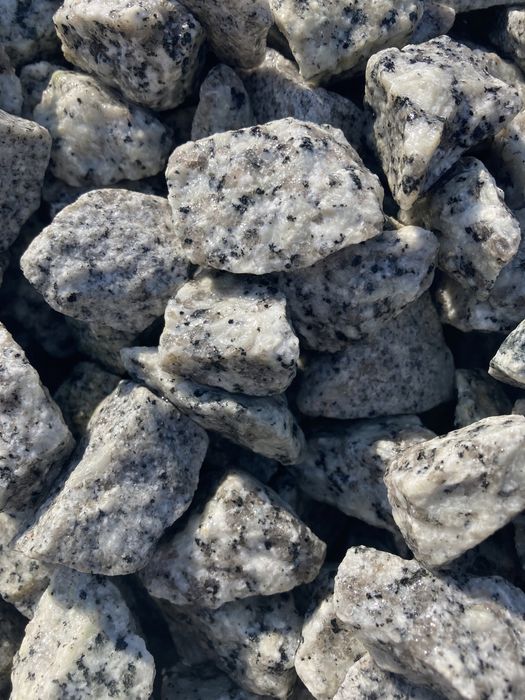 Grys dalmatyńczyk i grafitowy