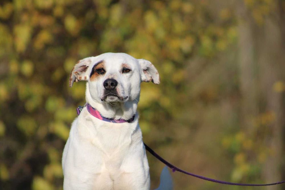 Psikus pies młody kochany adopcja schronisko