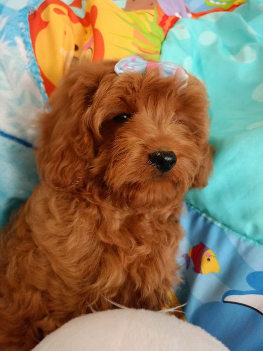 Cavapoo f1b piesek