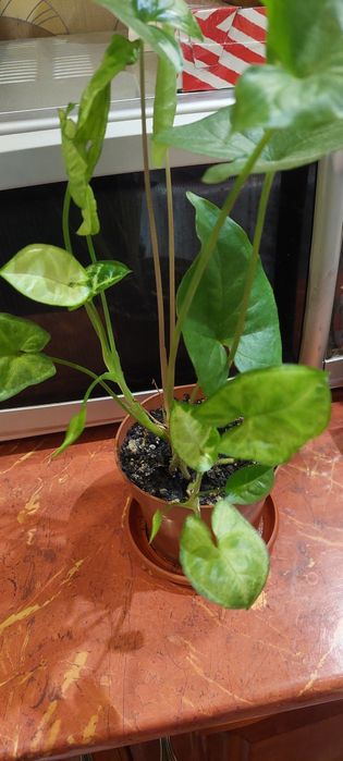 Сингониум пикси и рэд,бильбергия,шлюмбергера  ,эухариус,хлорофитум