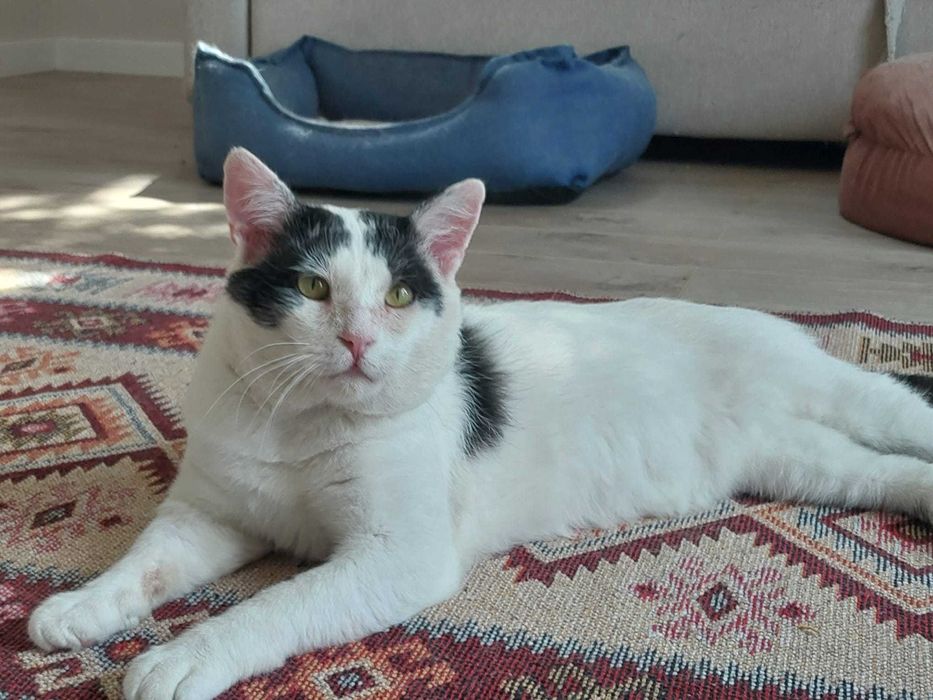 Kocurek Morusek Szuka Domu